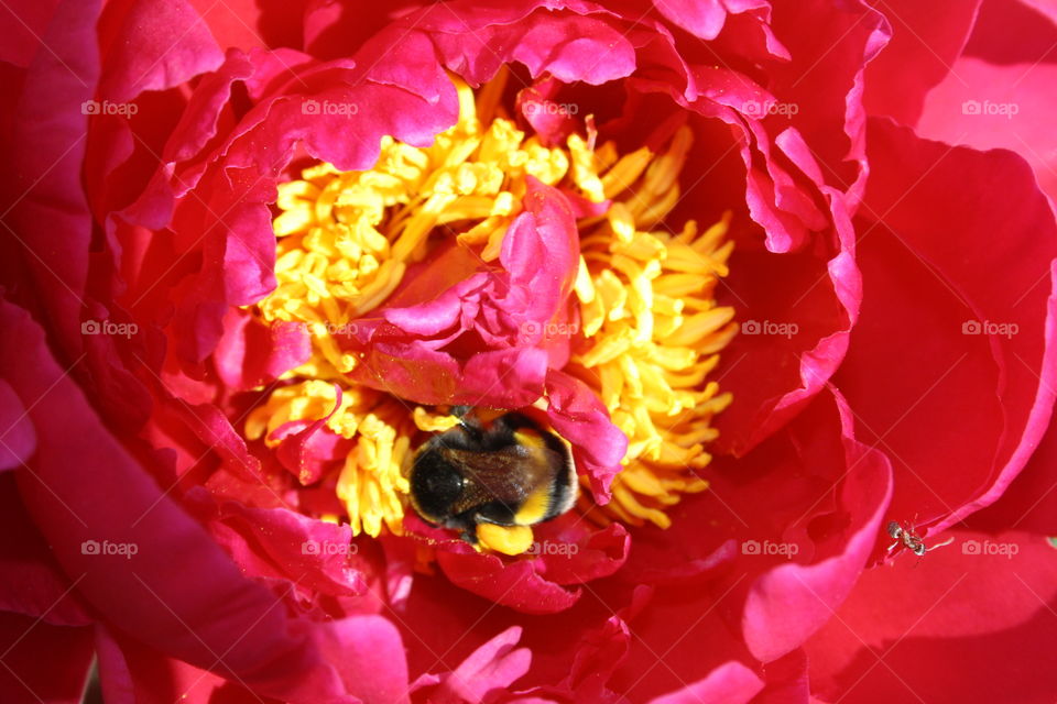 Bee pollinating on flower