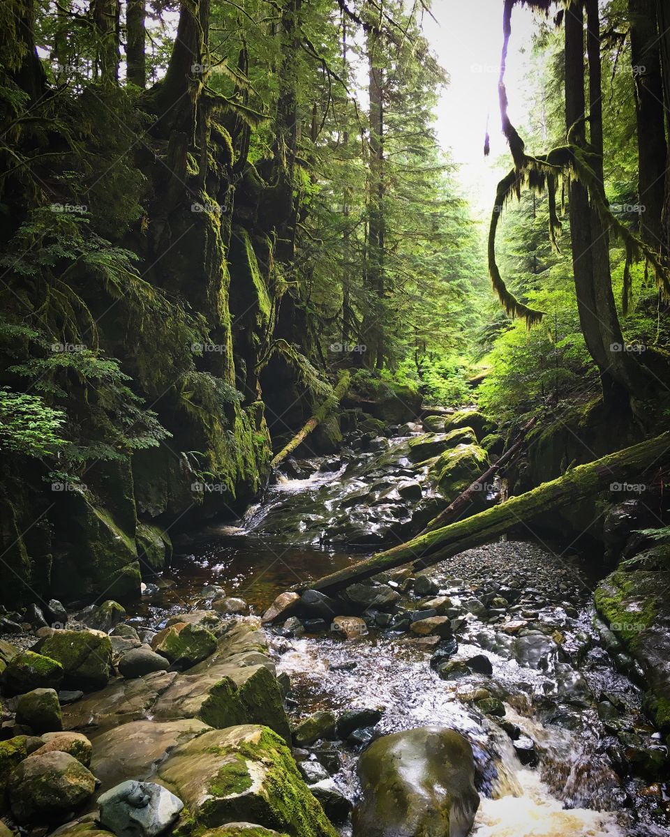 Serene stream in the moss-covered forest 