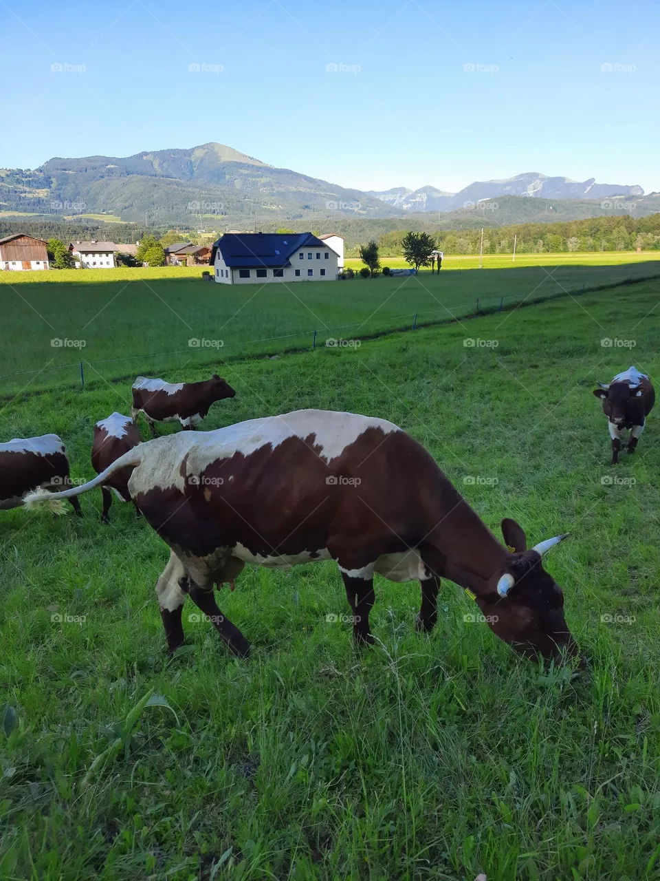 Kühe