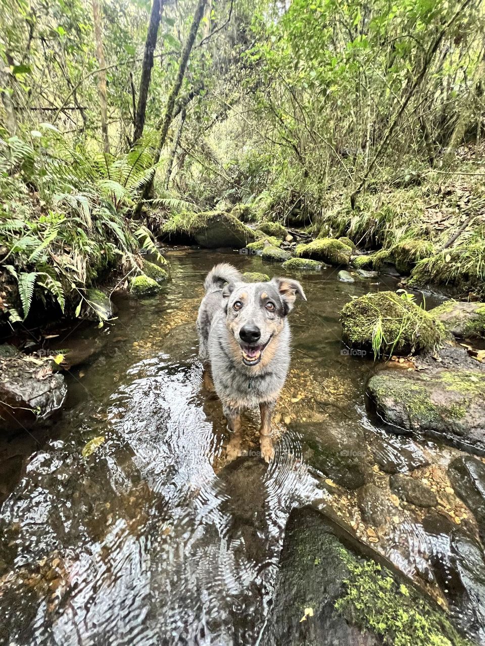 Perro feliz en el río 