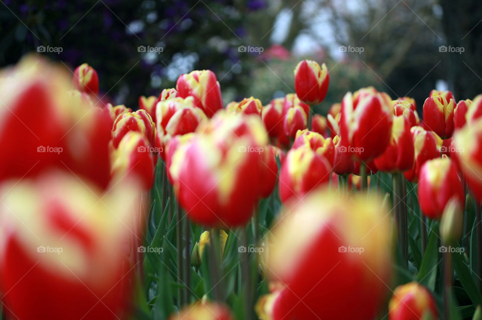 Bright red tulips reaching for the sunshine 