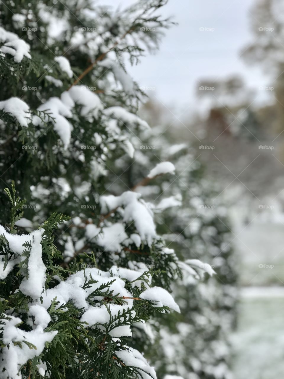 Snow on shrubs