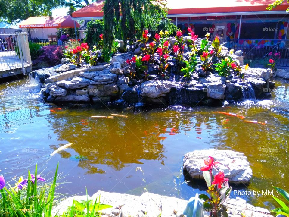 FISH POND