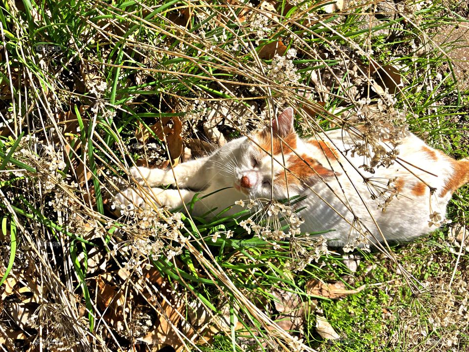 Kitty in garlic chives