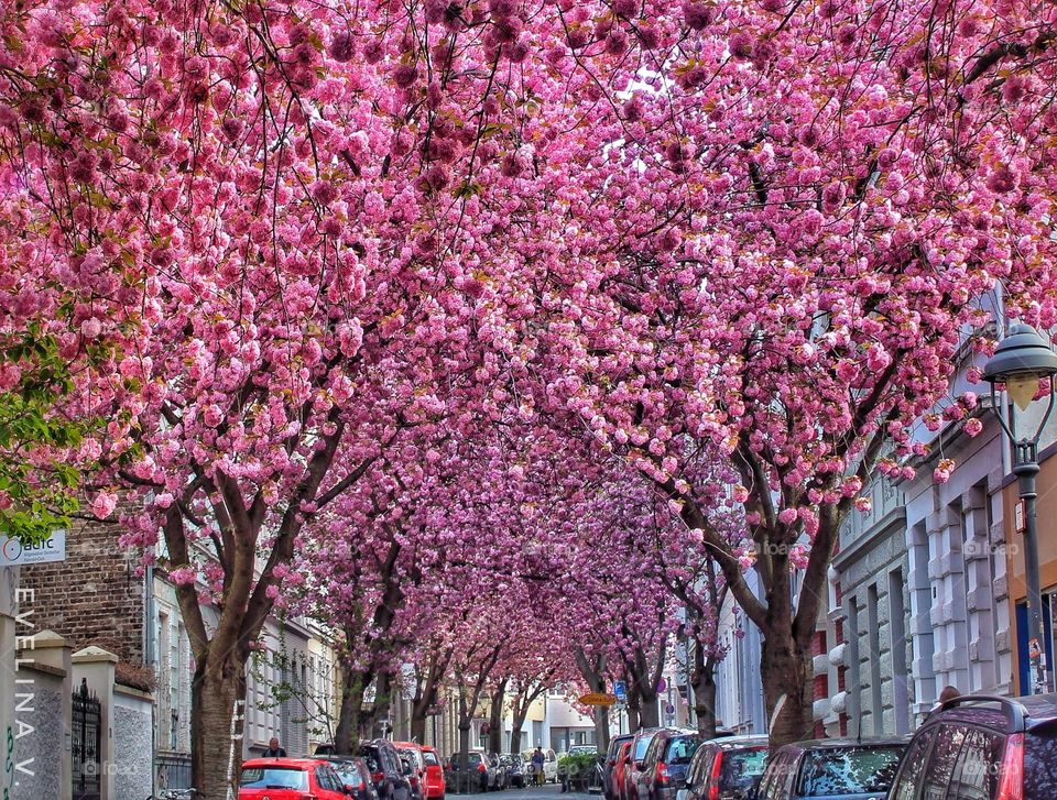 Sakura street in Bonn, Germany