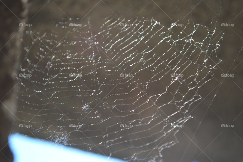 spiders net