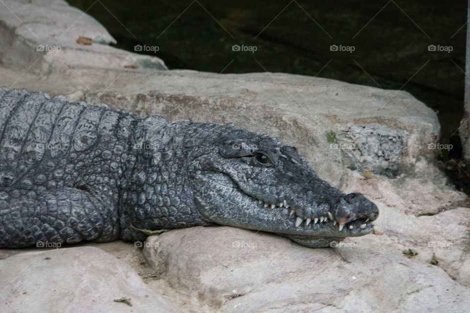 Alligator 