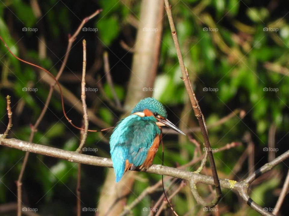 A kingfisher at a local river 