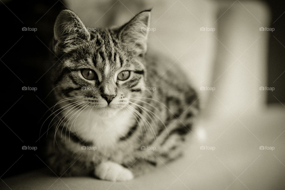 Cat, Portrait, Pet, Kitten, Mammal