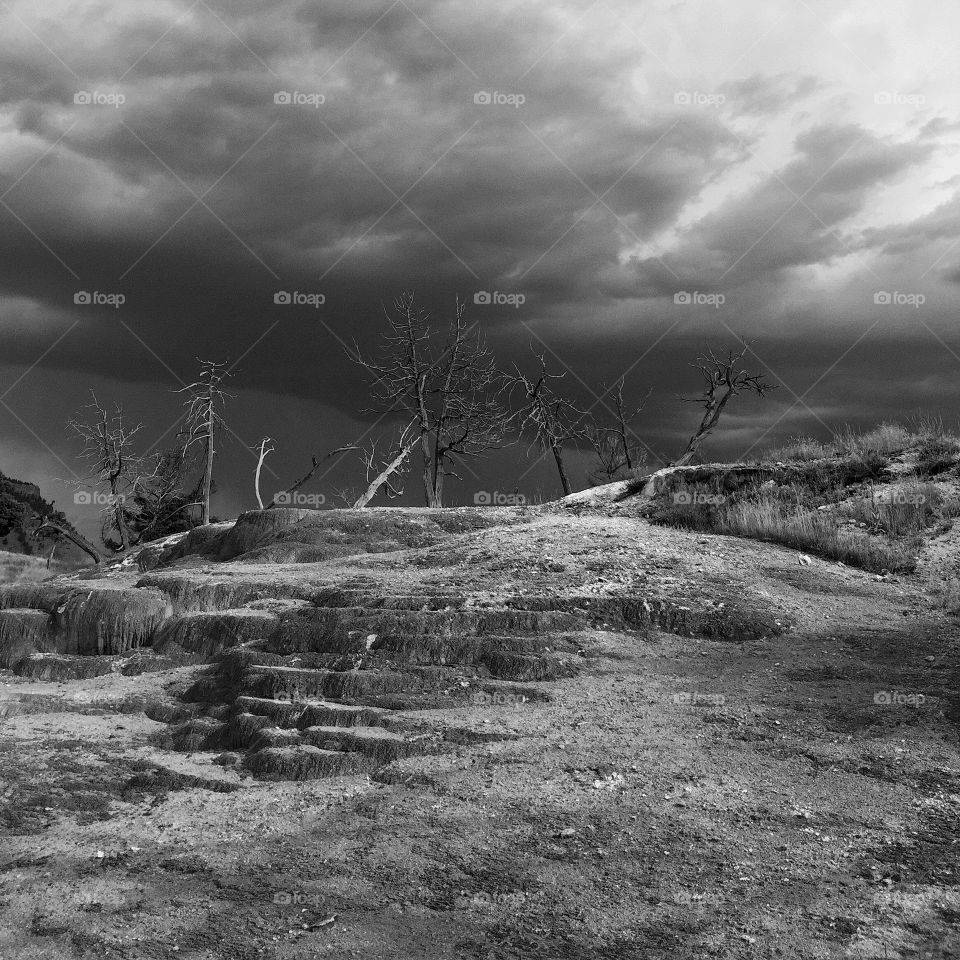 Some old weathered trees stand against another storm coming to Mammoth Springs in Yellowstone National Park. 