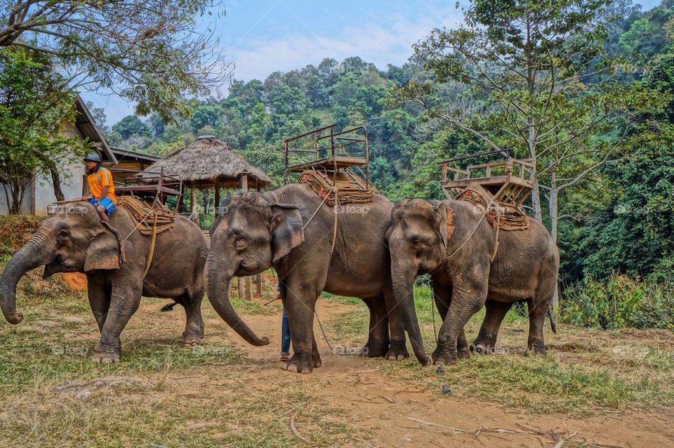 Thai Jungle 