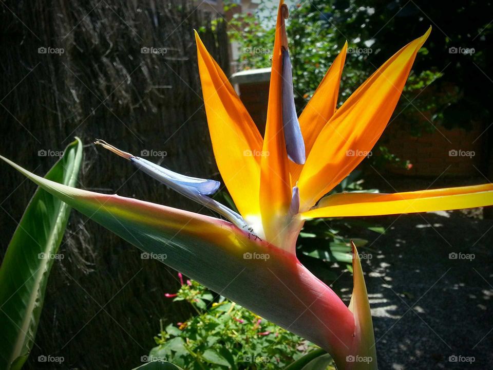 Bird from paradise
