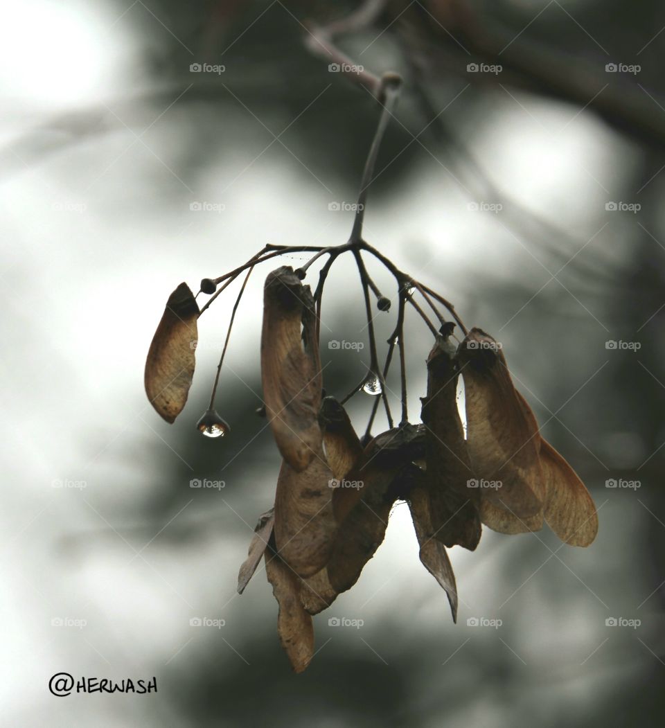 seeds hanging from tree