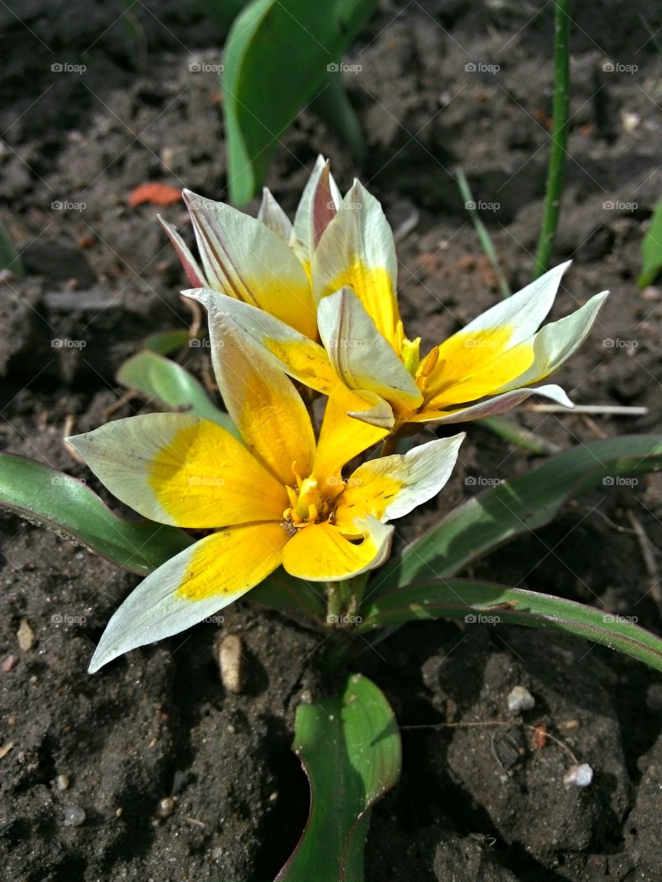 Spring time flower