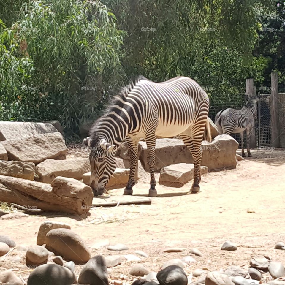 zebras. family time at the zoo