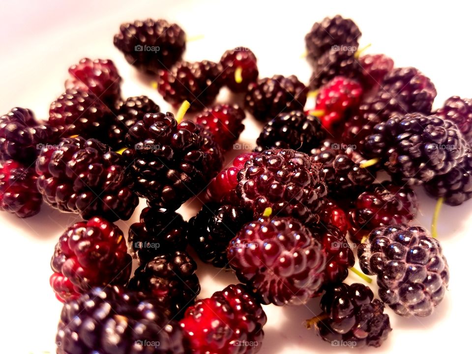 Black Raspberries & Mulberries