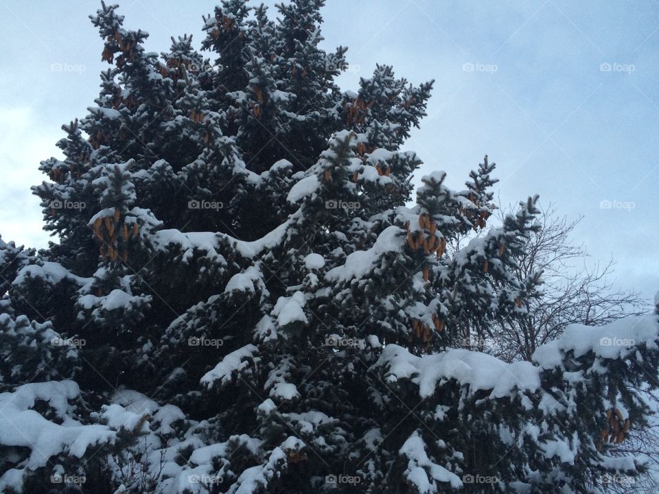 Snow covered tree! 