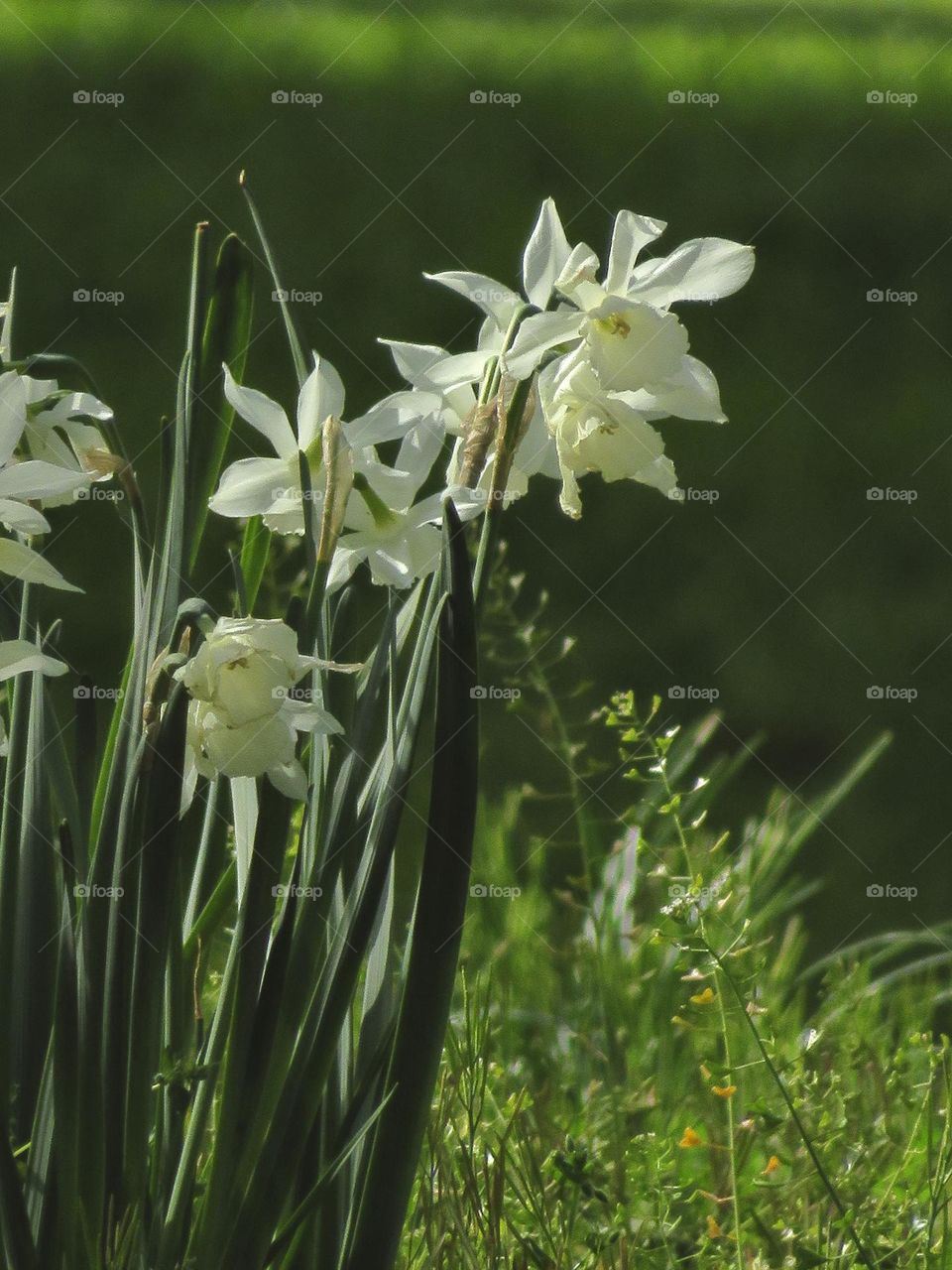 Daffodils Growing Wildly