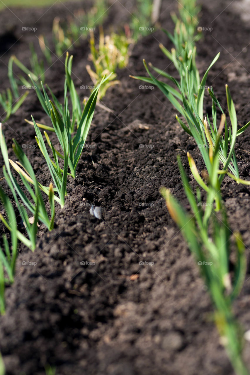 garlic in the country