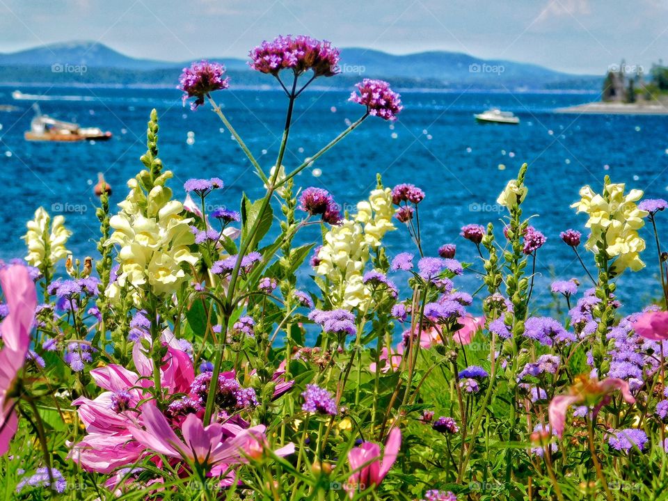 Summer flowers