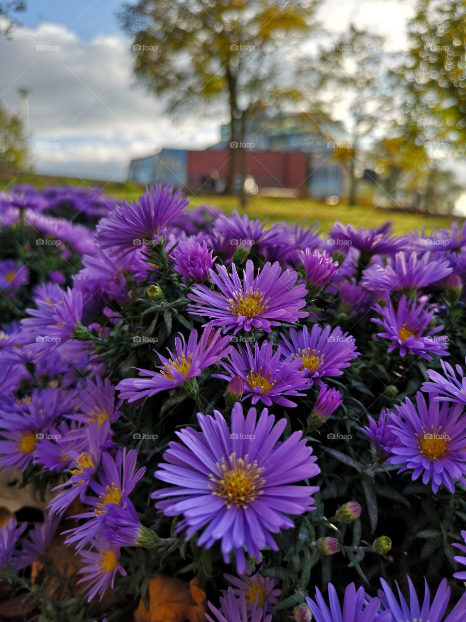 Nice flowers. Autumn. Zielona Góra. Poland