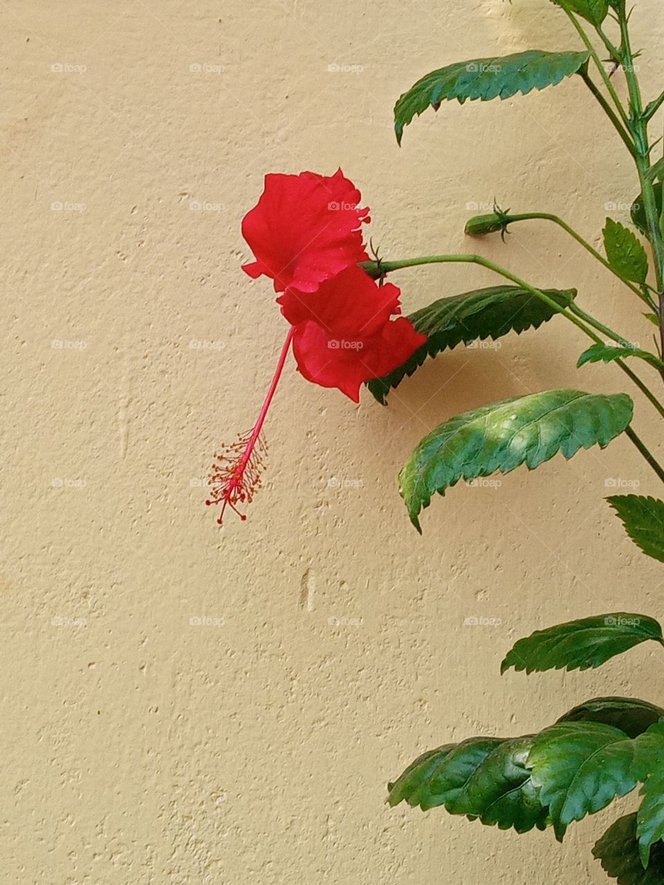 beautiful hibiscus flower