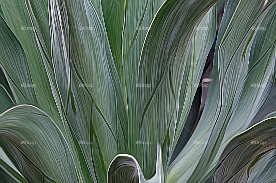 Leaves of Mexico