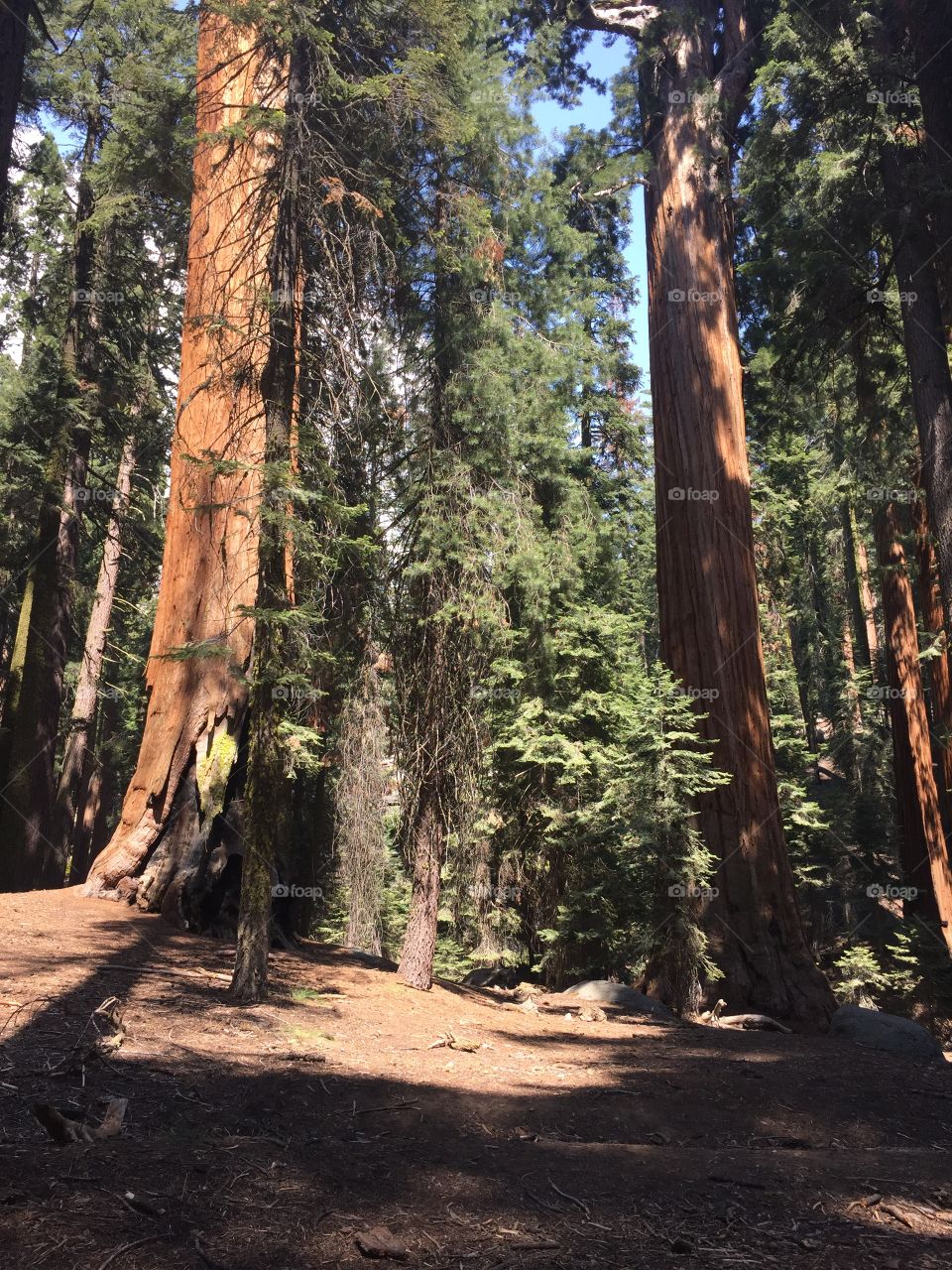 Sequoias