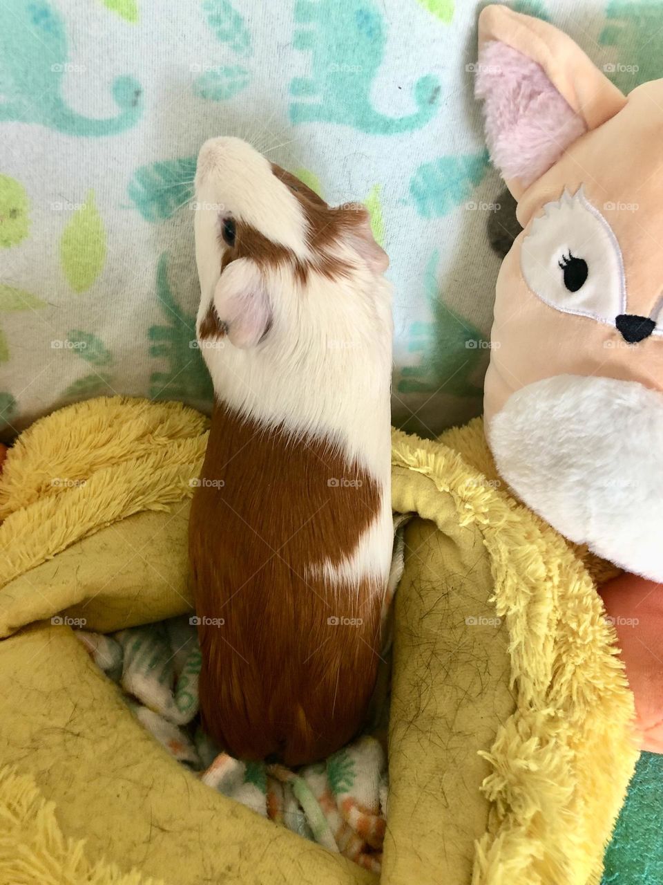 Nicky being curious / little boy Guinea pig 