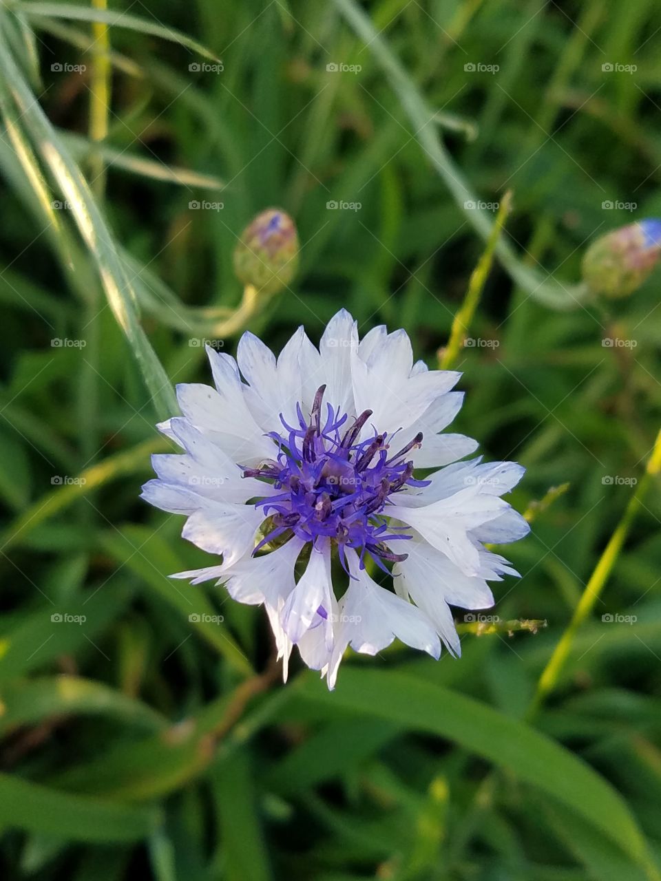 cute as a button... flower