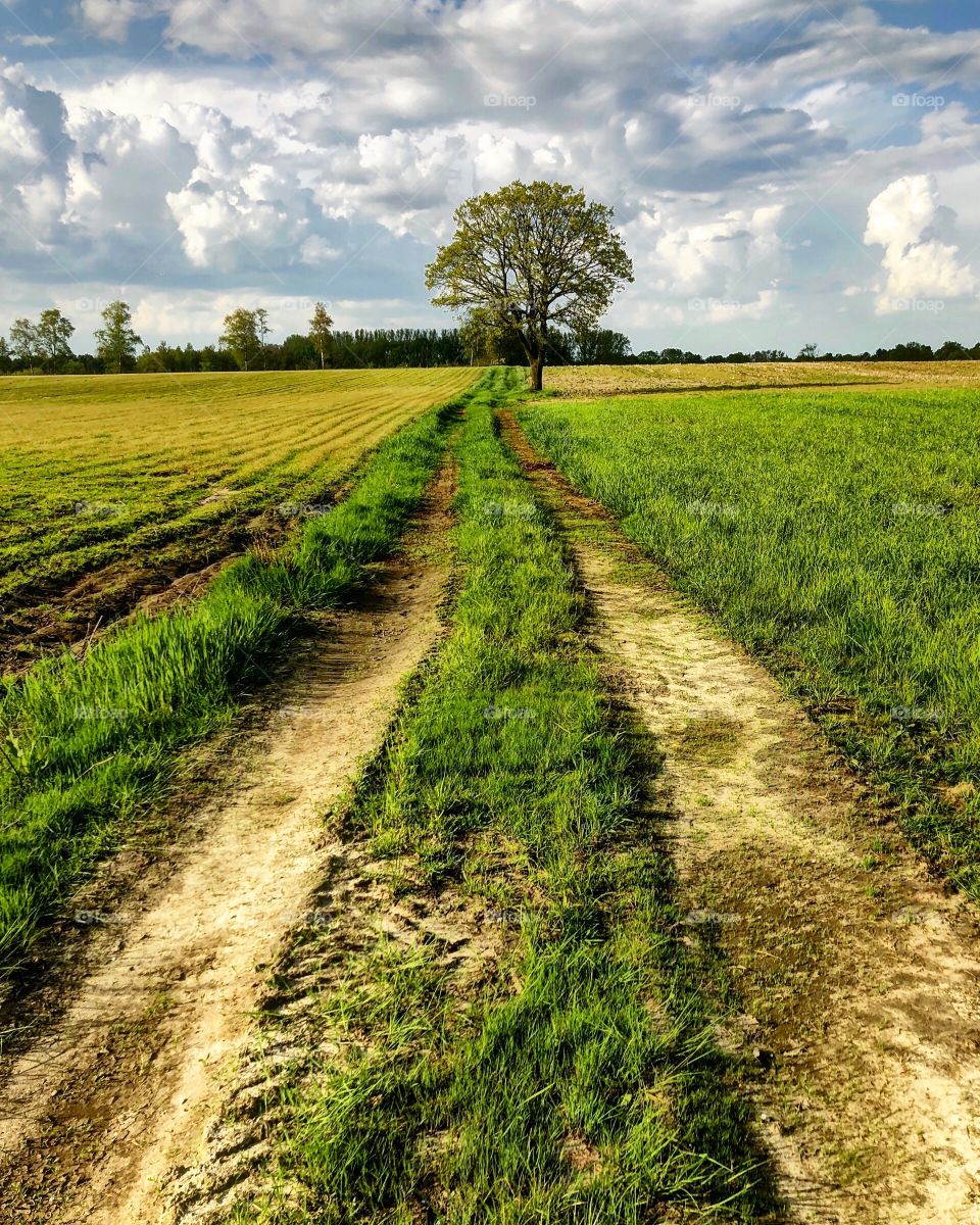 The road to the tree 