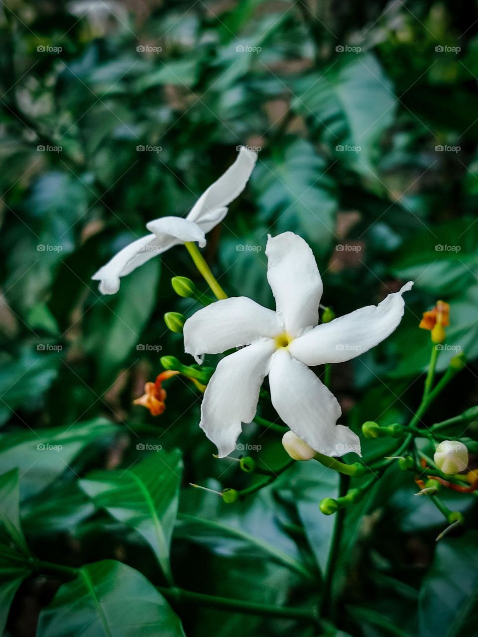 beautiful white flower photo