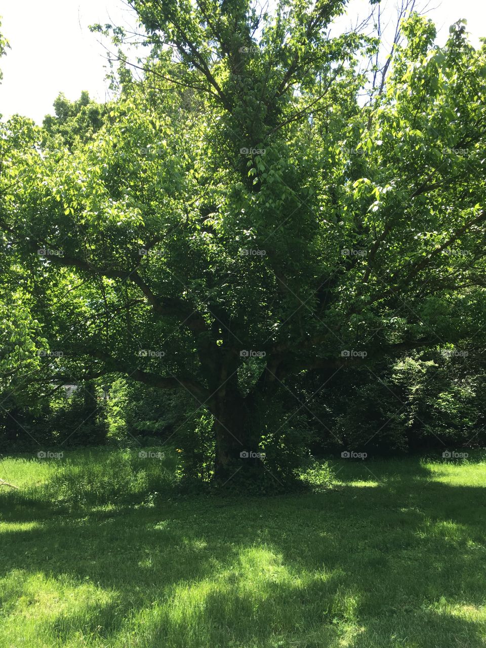 Beautiful tree standing majestically