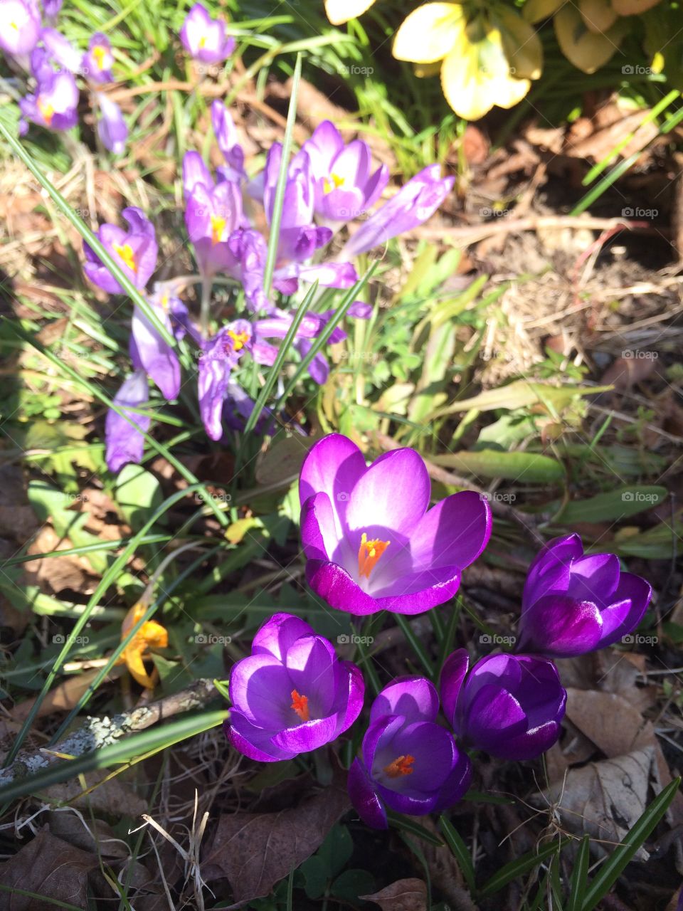 Spring is coming with Crocuses