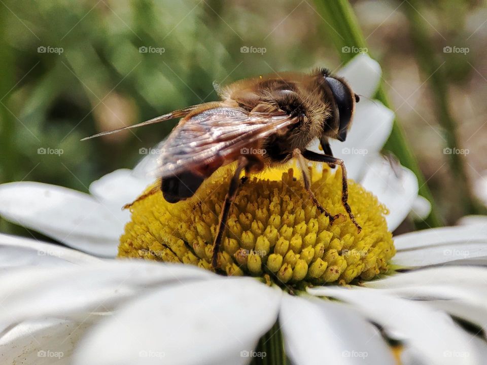 Honey bee on a flower