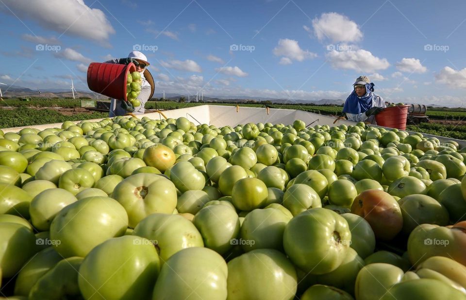 Tomates 