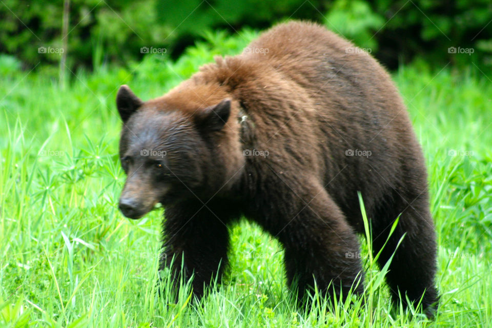 Wild Animals of the United States