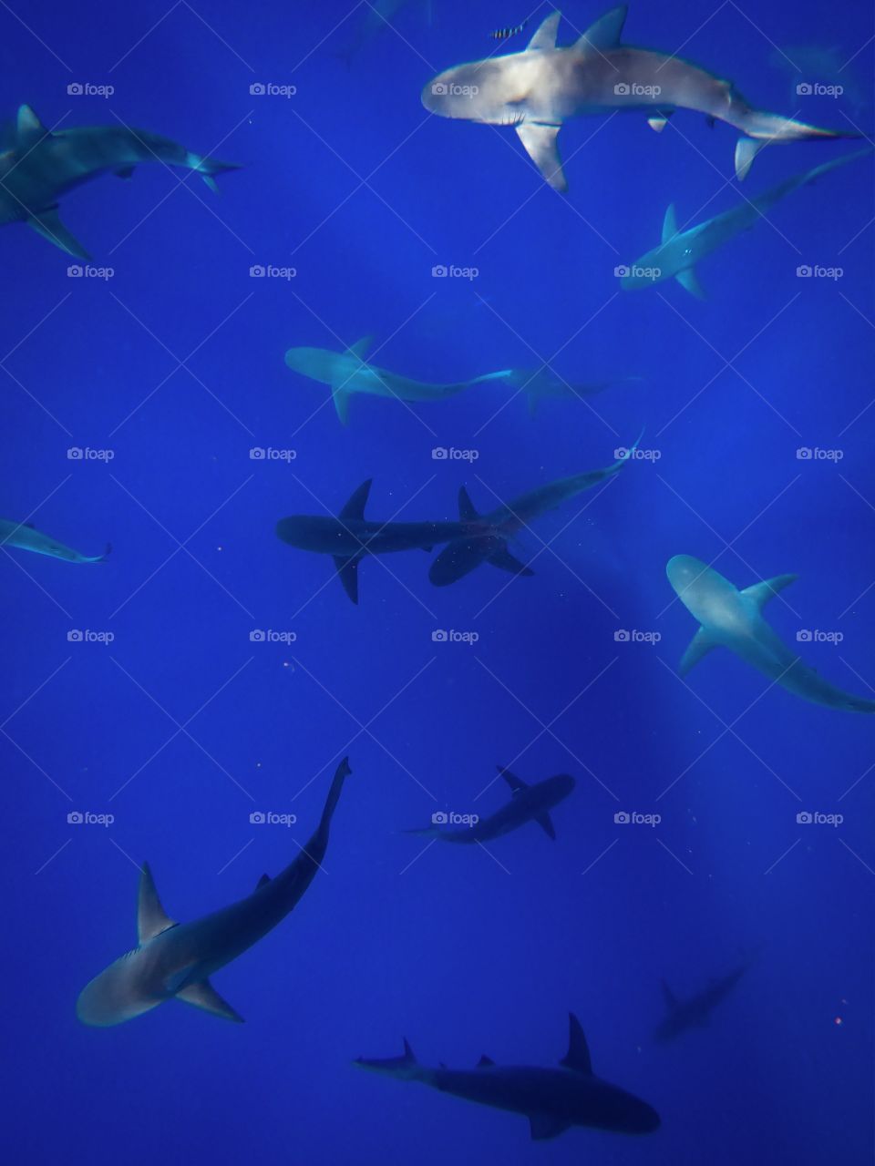 Sharks