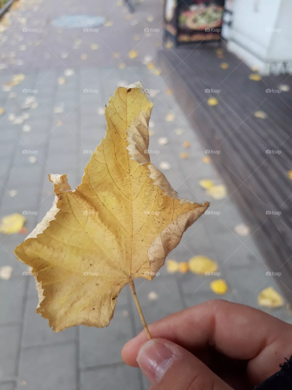 Autumn