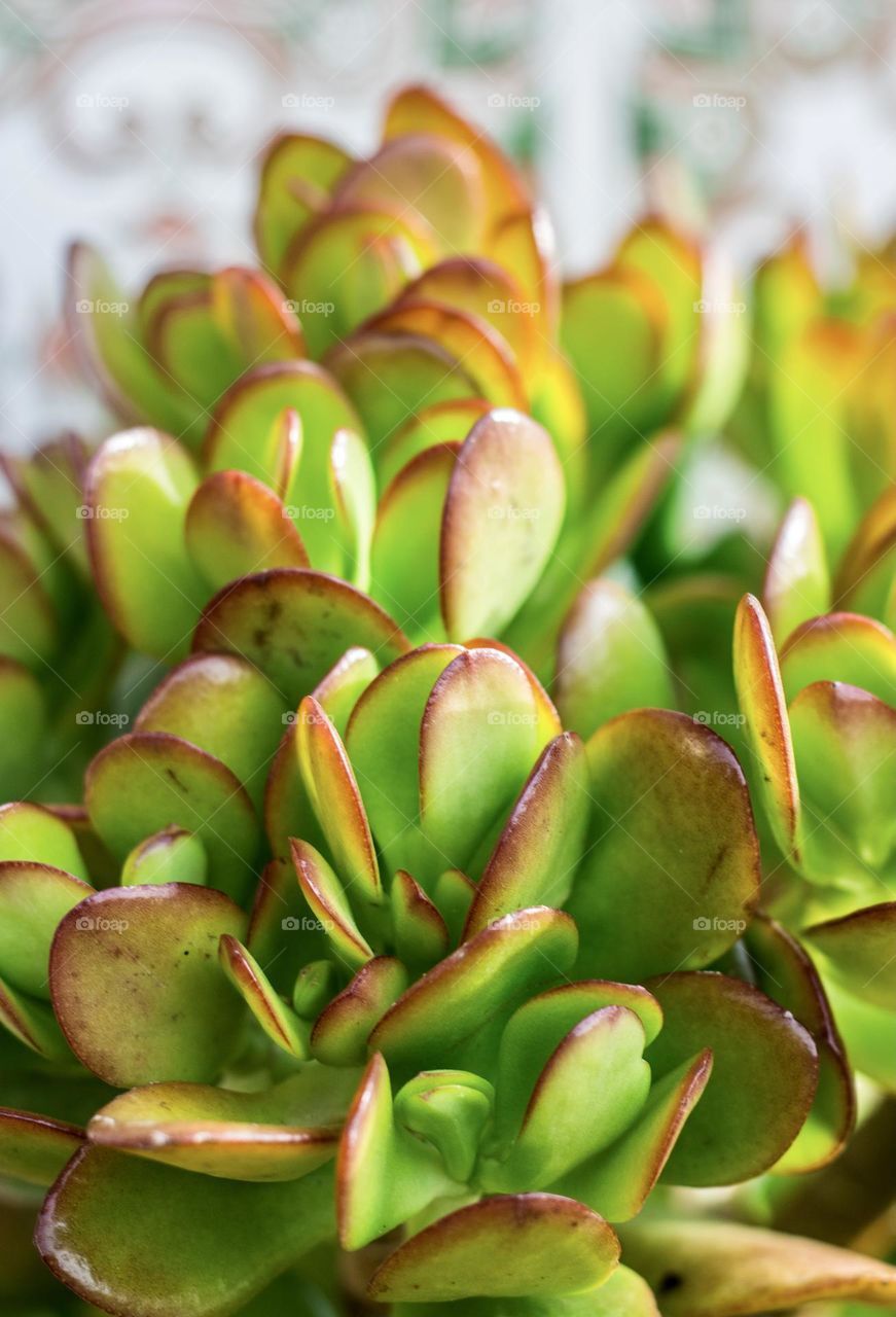 Close up of a Jade plant, green with red tips