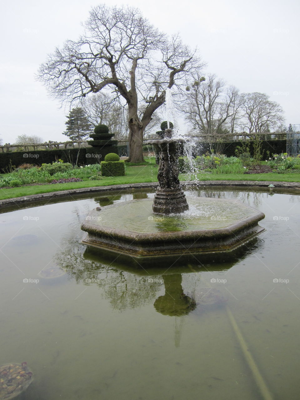 Tree, Water, Pool, Park, Reflection