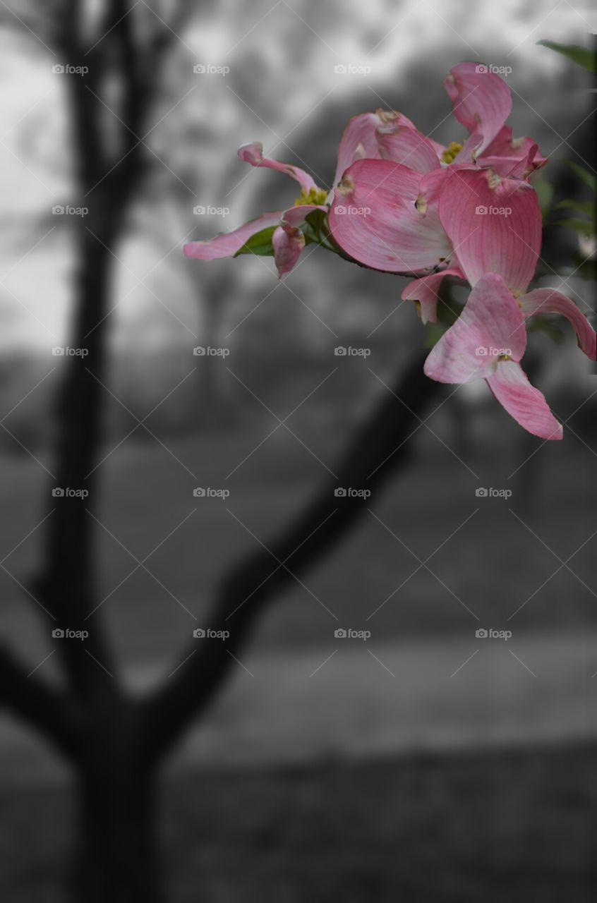Dogwood Blossoms  (advertising layout)