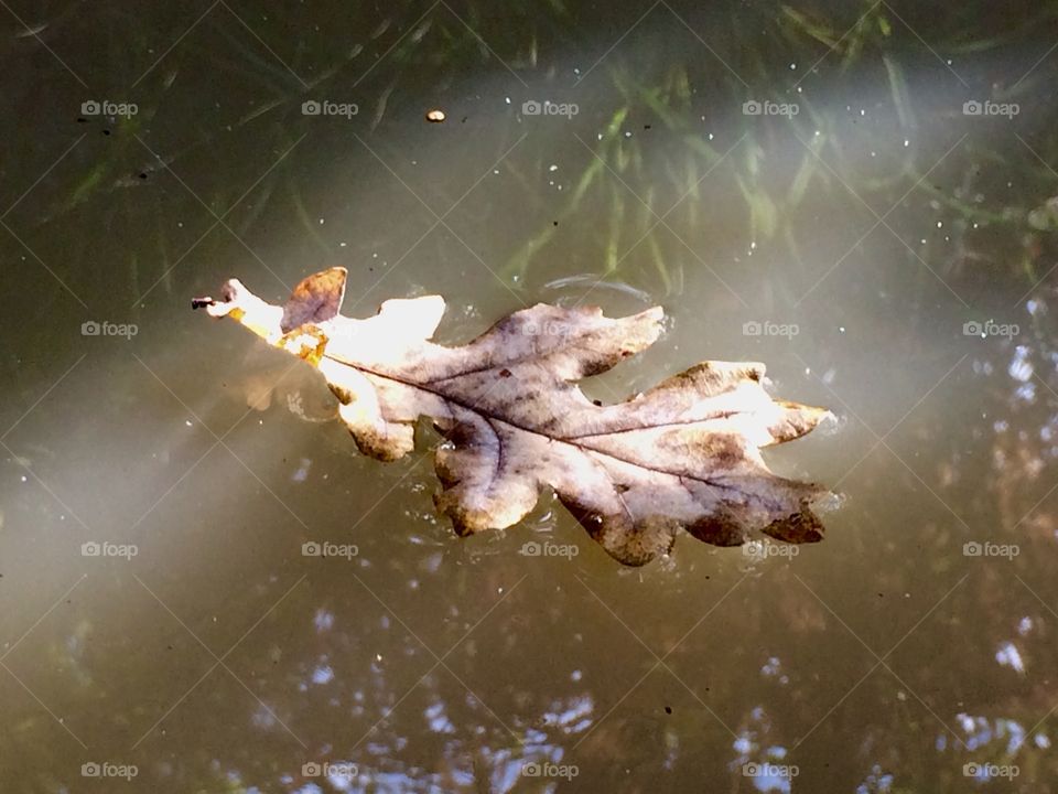 Oak leaf floating on a pond 