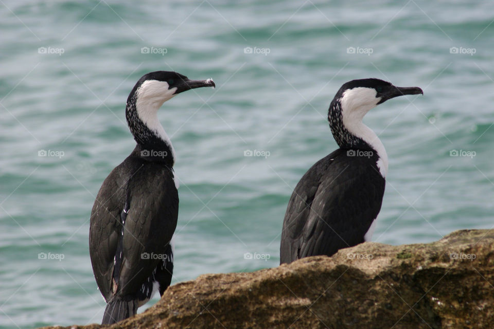 black bird sea right by kshapley