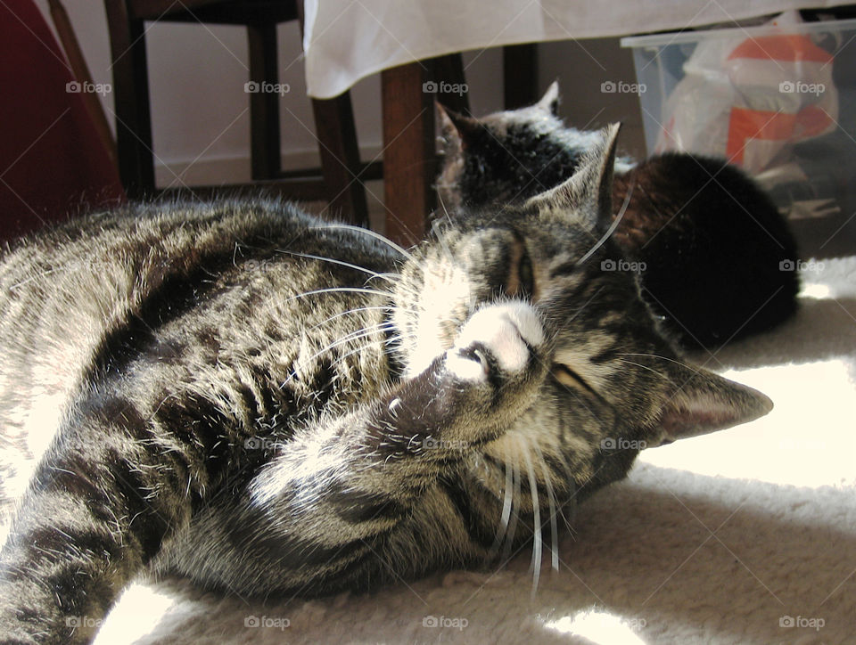 Cat enjoys the sunshine. Cat wash