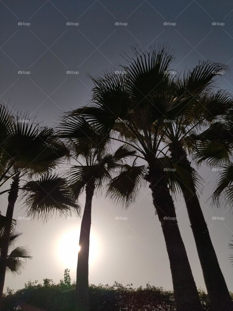 Palm and sun
