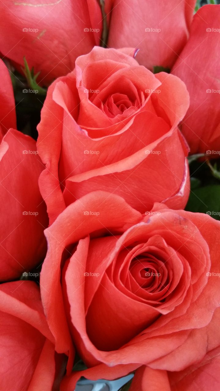 coral roses