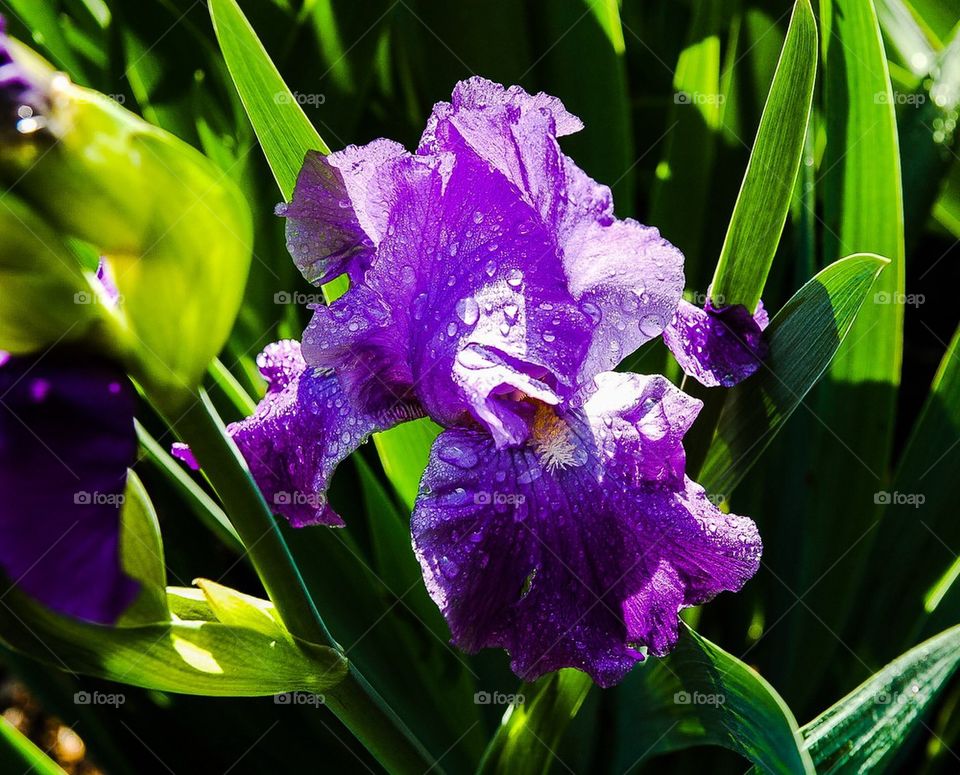 Iris