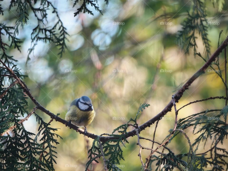 Bird perching on twig