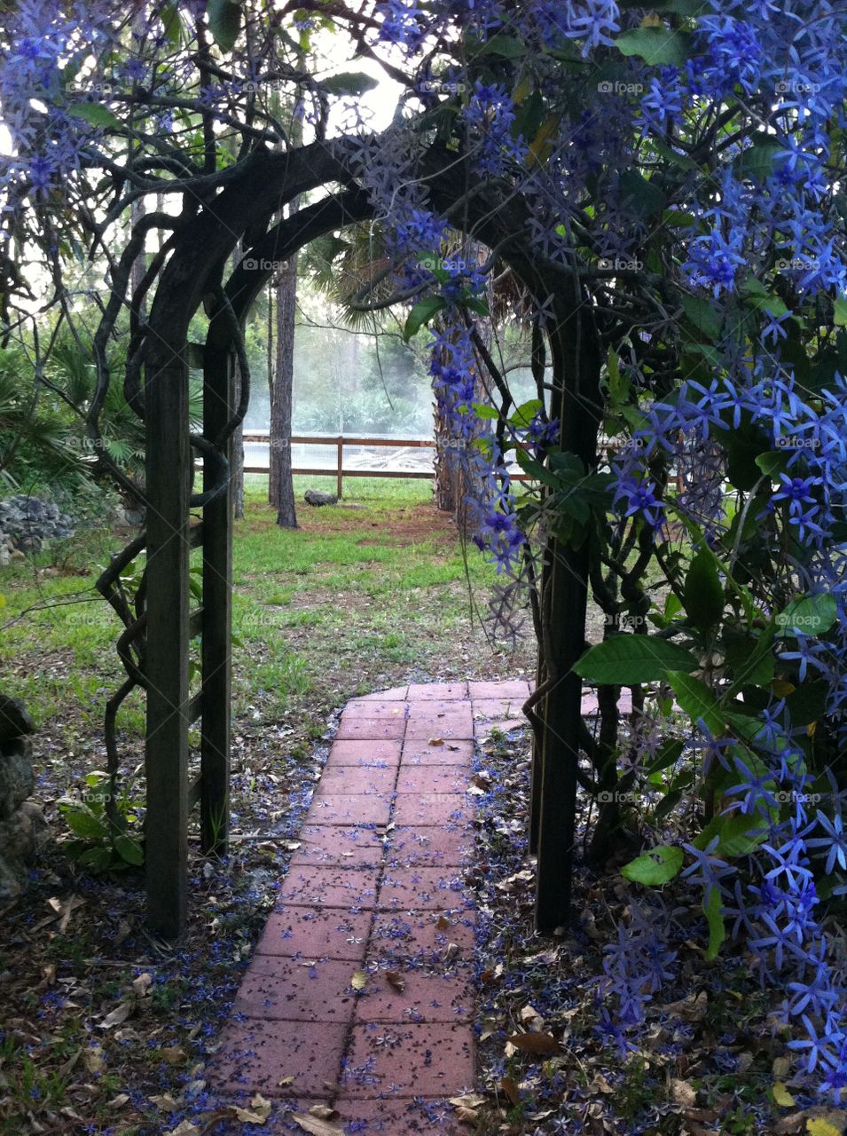 Queens wreath trellis